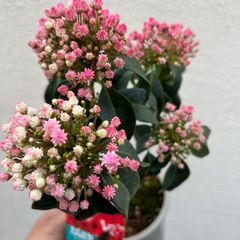 カルミア　苗　苗木　カルミヤ