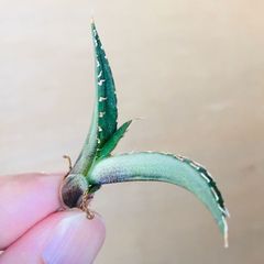 4 アガベ オアハカオテロイ × レッドキャットウィーズル hyb. メリクロン苗