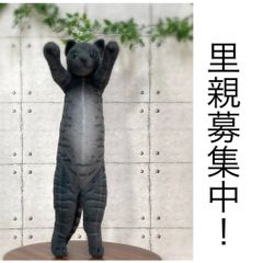 ✳︎中古✳︎たっちぃzoo にゃんこ　黒猫　アミューズメント景品　ねこ　ぬいぐるみ インテリア雑貨 アニマル 動物 フォロー割 E460