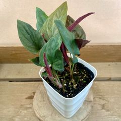 観葉植物　シンゴニウム　チョコレート