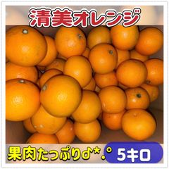 清見オレンジ 5キロ オレンジ B級品