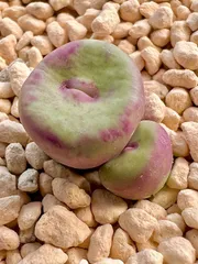 2025年最新】conophytum pageaeの人気アイテム - メルカリ