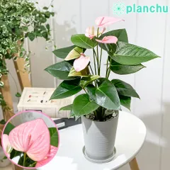 ★超上品なフラットイヤー★アンスリウム　ポーティラエ× サブシグナタム　レア交配 2025年最新】レアアンスリウムの人気アイテム - メルカリ