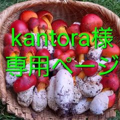 天然きのこ85　タマゴタケ幼菌800g