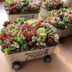 オーダー承ります多肉植物寄せ植えそのまま飾れるちま寄せ花車