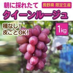 クイーンルージュ2024年出荷終了　ありがとうございました。糖度20度以上　新種　長野県限定　種無し　1キロ　2〜3房　希少　皮ごと食べられるのサムネイル