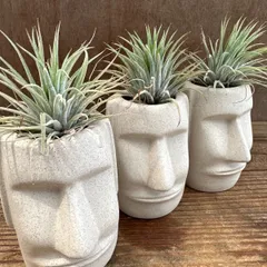 【サンプル】モアイ3兄弟！！チランジア乗せ 3個セット Tillandsia ティランジア エアプランツ エアープランツ  観葉植物 観葉 植物 珍奇植物 珍奇 珍しい 面白い