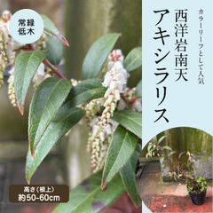 西洋イワナンテン・アキシラリス