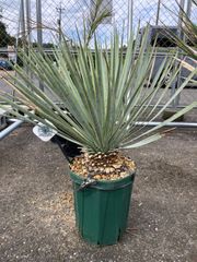 ユッカ マルデヌベス ロストラータ 太株 - メルカリ