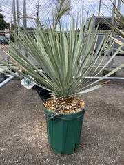 2025年最新】ユッカ リギダの人気アイテム - メルカリ