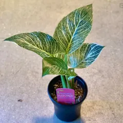 テ*ー様 フィロデンドロン エメラルドクイーン 斑入り レア ネコポス