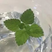 プラナロム ジュニパーモンタナ BIO 5ml PRANAROM 精油