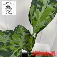 Aglaonema pictum Tricolor  Thailand