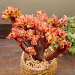 MA171	紅稚児綴化	【イータニク】多肉植物　韓国苗　第四種郵便発送