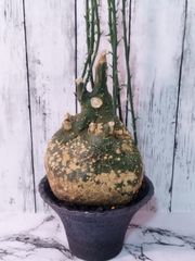【発根済み 良型】アデニア グロボーサ　Adenia globosa