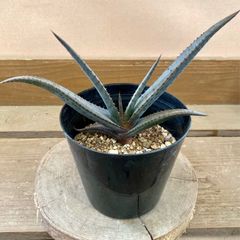 アロエ　黒太刀（クリプトポダ）