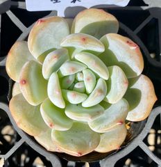 星影　エケベリア　韓国苗　多肉植物