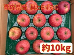 【家庭用】青森県産★葉とらずふじ約10kg★りんご