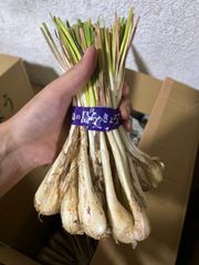 伊江島産　島らっきょう 1キロ　即日発送で最短着可