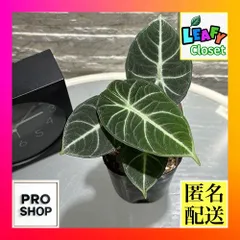 2025年最新】レア種アロカシアの人気アイテム - メルカリ