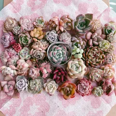 お得用 多肉植物寄せ植えセット