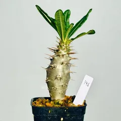 2025年最新】アンボンゲンセ 種の人気アイテム - メルカリ