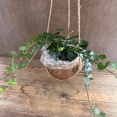 ヘデラ サーク ココポット 現品 Hedera helix sark アイビー ヘリックス 観葉植物 観葉 植物 つる性植物 つる性 ハンギング インテリア プレゼント おしゃれ かわいい グリーン 誕生日 贈り物
