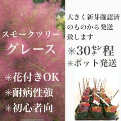 スモークツリー　グレース　苗・苗木　★育て方用紙付き！　★雌株　★30㌢程　★新芽確認済みの、大きなものから発送致します！　初心者向け