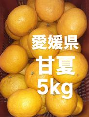 愛媛県産　甘夏　柑橘　　5kg