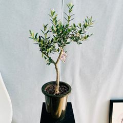 ［現品］【希少】 17番　オリーブ　アルベキーナ　6号　観葉植物　レア　オリーブの木　おしゃれ　かわいい