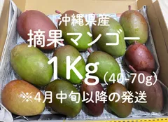 摘果マンゴー　グリーンマンゴー　15kg(50-160g) 摘果マンゴーグリーンマンゴー15kg(50-160g)