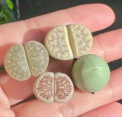 リトープス　C367荒玉 緑紫勲 菊紋章玉 カルキュルス  4点セット 大玉 元気大苗　メセン メルカリ便