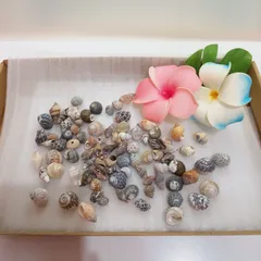 貝殻 巻き貝 巻貝他 アソート ミックス 詰め合わせ 中サイズ～小サイズ
