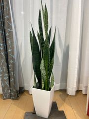 ザ・コンランショッププランター、受け皿、サンスベリア CONRAN SHOP