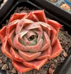 多肉植物 韓国苗 エケベリアmix苗 100苗セット 小苗多め ゆうパック発送 多肉植物 韓国苗3個セット 届いてからのお楽しみ韓国苗福袋
