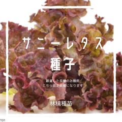 T01 家庭菜園でおすすめ品種　サニーレタスの種　固定種