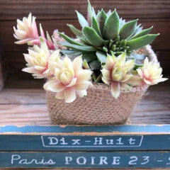 2026年最新】センペルビウムの人気アイテム - メルカリ