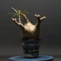 "Pachypodium Gracilius" パキポディウム グラキリス 管理2272