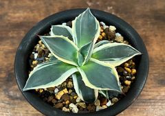 Agave/アガベ  クリームスパイク/アプラナータ 発根済み 送料込み 美株！お勧め〜