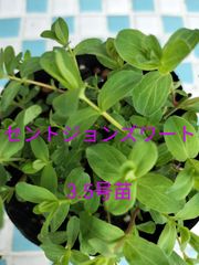 セントジョンズワート　3.5号苗　金子香草園　ハーブ　ティー　ガーデニング　心の不調に