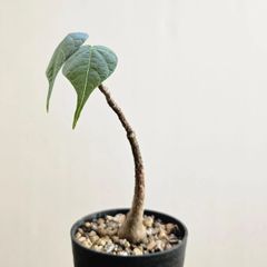 ④〔フィルミアナ・コロラータ 〕Firmiana Colorata Sterculia colorata  塊根植物 コーデックス