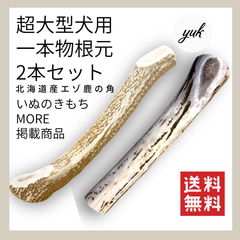 【極太な鹿角】超大型犬用　一本物　根元2本セット　鹿の角　犬のおもちゃ　鹿の骨　G