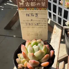 2025年最新】札付き 多肉植物の人気アイテム - メルカリ