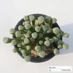 【速達付】5 五十鈴玉錦　最上級斑入り　多頭　輸入苗　多肉植物 五十鈴玉錦 入荷 ------------------------------- 堀川カクタス