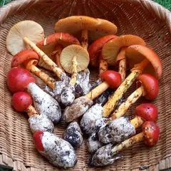 チチタケ掛け軸植物画天然キノコ送料込み