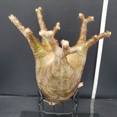 K388【最新到着】Pachypodium　グラキリス（M）（現地球・抜き苗）【塊根植物】パキポディウム　グラキリス