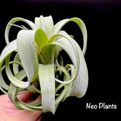 Tillandsia 'Curly Slim' チランジア カーリースリム［送料無料］
