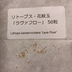 【種子50粒】リトープス・花紋玉「ラヴァフロー」