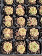 抜き苗 ギョクキジュニー MY61×40株 ふっくら 多肉植物 エケベリア サボテン 韓国苗 新入荷