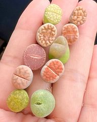 コノフィツム　10種類  リトープス　コノフィツム　 多肉植物　メセン　メルカリ便